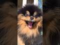 会いたいよ🥺 #ポメラニアン #かわいい犬 #MaverickThePomeranian