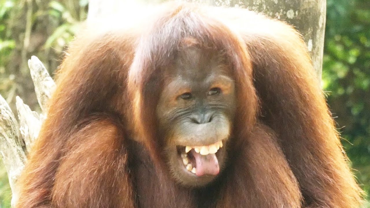 面白い顔をたくさんしてくれるオランウータン Orangutan S Funny Face Youtube