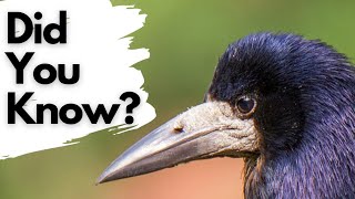 Things you need to know about ROOKS!