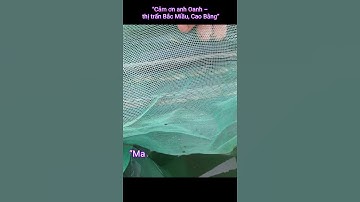 👉 24h Đầu Tiên Tráng Nuôi Cá Với Vèo Lưới Cước 3mm – Phản Hồi Thực Tế , Nuôi Cá Hiệu Quả #shorts