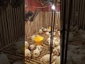 hari pertama penjualan sudah masuk 10ekor🔥#trending #vlog #pertenakan #nakagawafarm