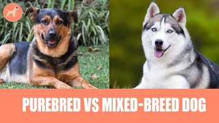 Purebred vs. Mixed-Breed Dog: What's Better?