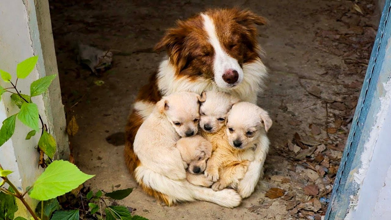 Собака 🐶 не знает, что хозяин переехал, и одна охраняет старый дом с щенками. Очень трогательно! 🐶🐕❤
