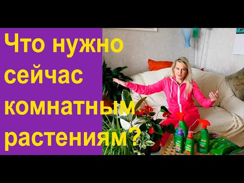 Уход за домашними растениями осенью и зимой