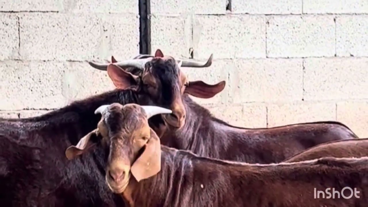 ماعز دهم تهامه