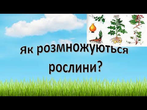 Урок 54   "Як розмножуються рослини?"  Розмноження рослин. Я досліджую світ 3 клас