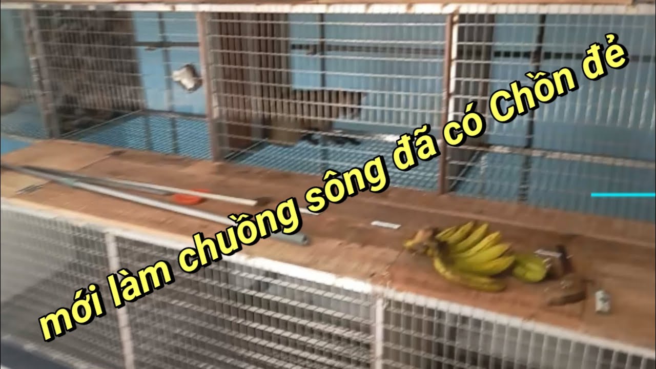Mới làm chuồn song đã có Chồn con nữa 👏👏👏sdt  0374961800