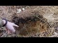 Копаю яму 🕳ловушку на зайца