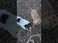 《卓越飛行狗》- Crazy Dogs Chase Drone!