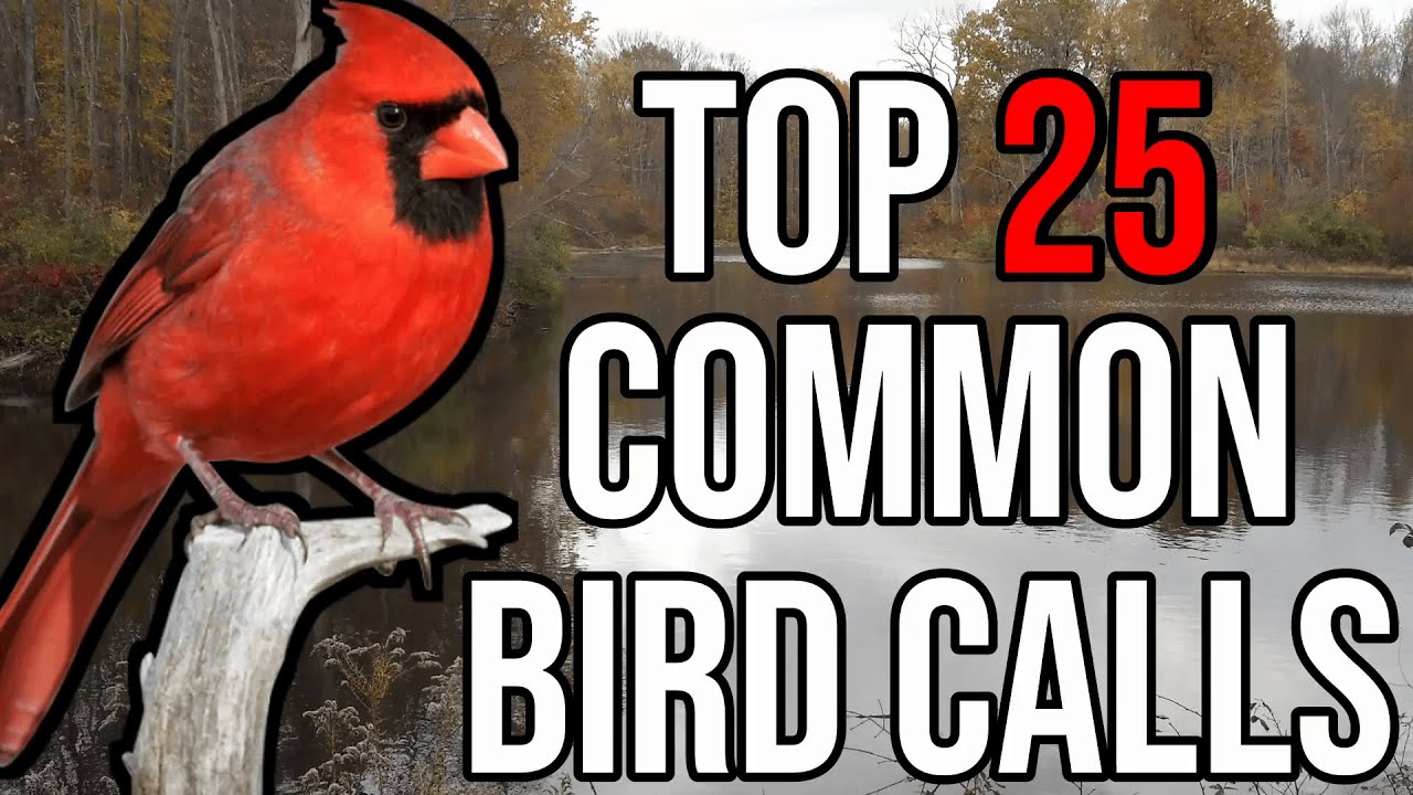 Top 25 Most Common Bird Calls | Learn and Practice | - YouTube