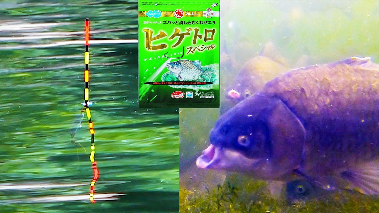 とろろ昆布の威力をご覧ください！！！…ウキと水中映像がリンクします【ヒゲトロセット水中映像】【へらぶな釣り】Japanese crucian carp fishing