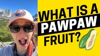Download Lagu 2097 - What is Pawpaw Fruit? English Vocabulary that is All the Rage Download Lagu 2097 - What is Pawpaw Fruit? English Vocabulary that is All the Rage