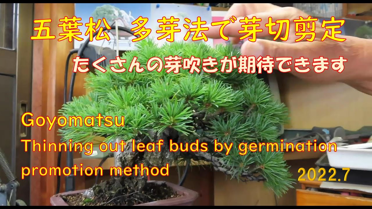 今日も盆栽日和　五葉松の多芽法で芽吹きが期待できます