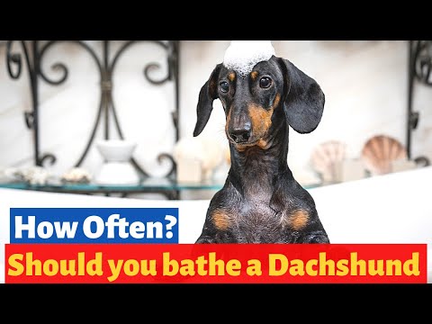 Video: How To Bathe A Dachshund
