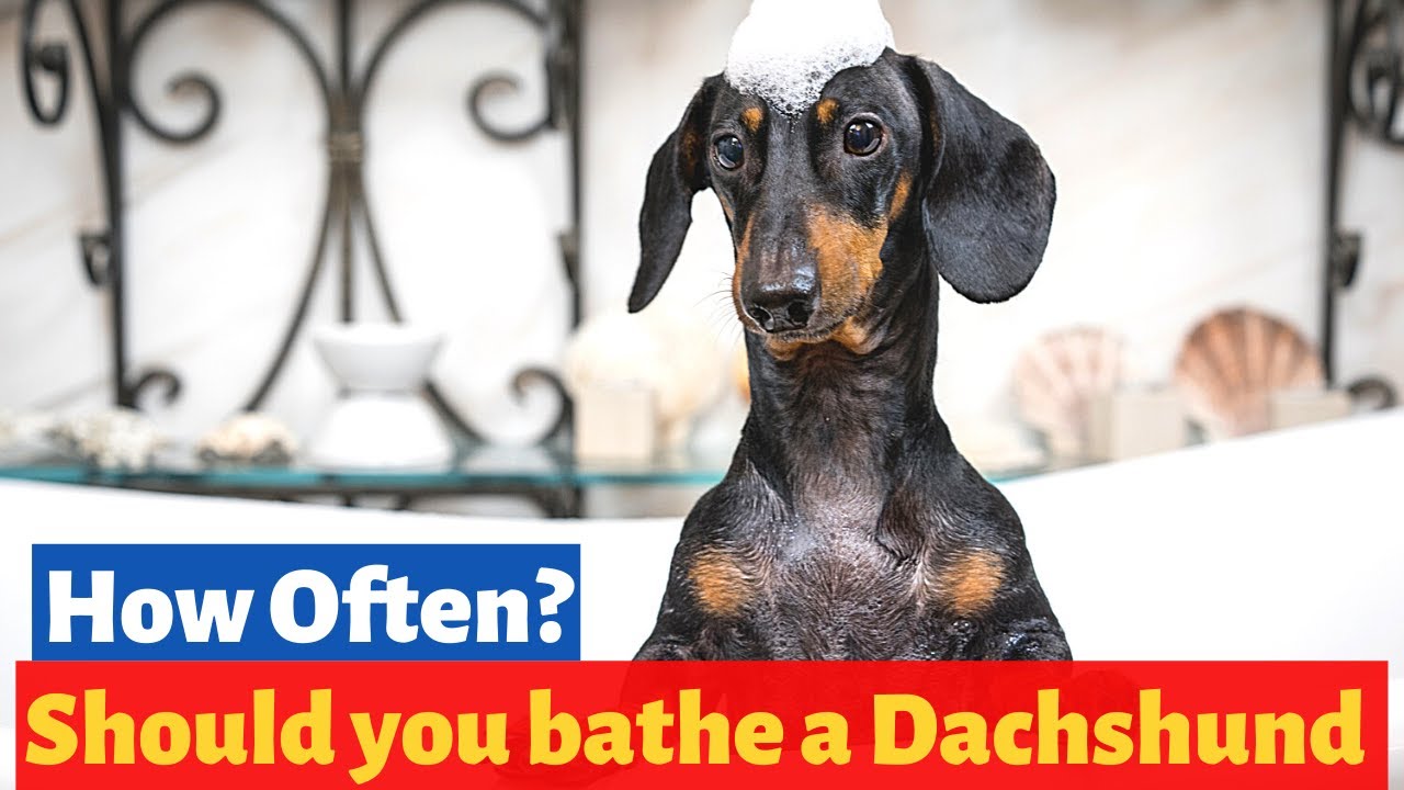 How Often Do You Bathe A Dachshund