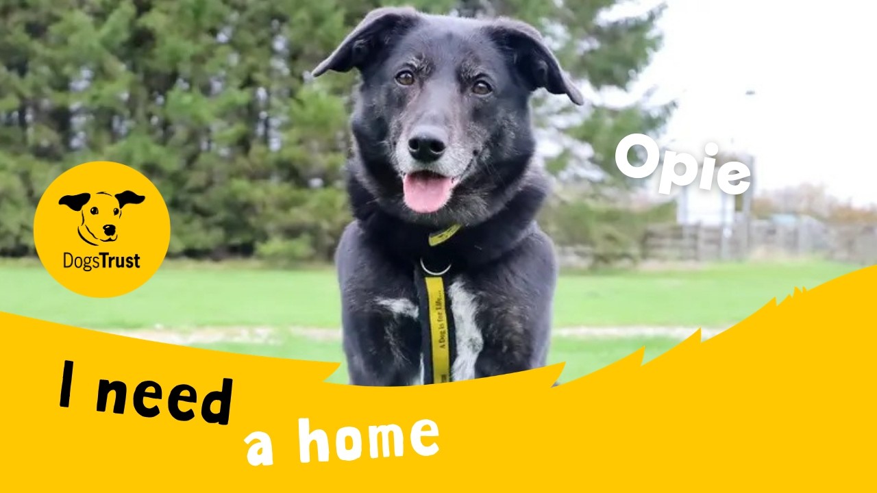Dog profile video