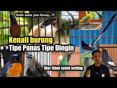 Video: Pada definisi burung?