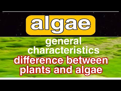general characteristics of ALGAE|| difference between plants and algae|| ZAHID MEDICAL SERIES