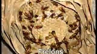 Download Lagu HYNERA ENVIRONNEMENT MP3