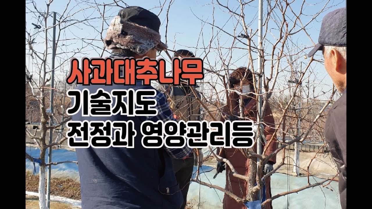 사과대추나무 기술지도(전정,영양관리-목면시비등)-이천 다모아사과대추농장4년차 노지식재편