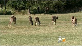 Southampton Officials Develop New Plan For Addressing Deer Problem