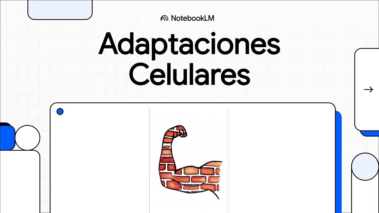 Adaptaciones Celulares al Entrenamiento de Fuerza y Potencia - Videopaper - Máxima Potencia