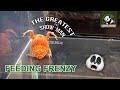 Crazy FROG!!! | Feeding Frenzy | Pacman Frog