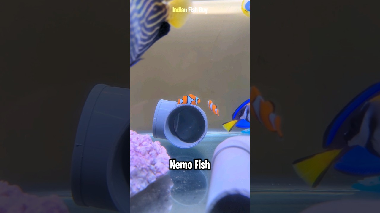 Finally Bought Nemo Fish for my Saltwater Aquarium #ytshorts #shorts