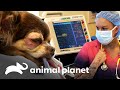 O Chihuahua não está acordando da anestesia! | Família ao Resgate | Animal Planet Brasil