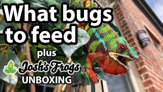 What bugs to feed a chameleon | Josh's Frogs unboxing