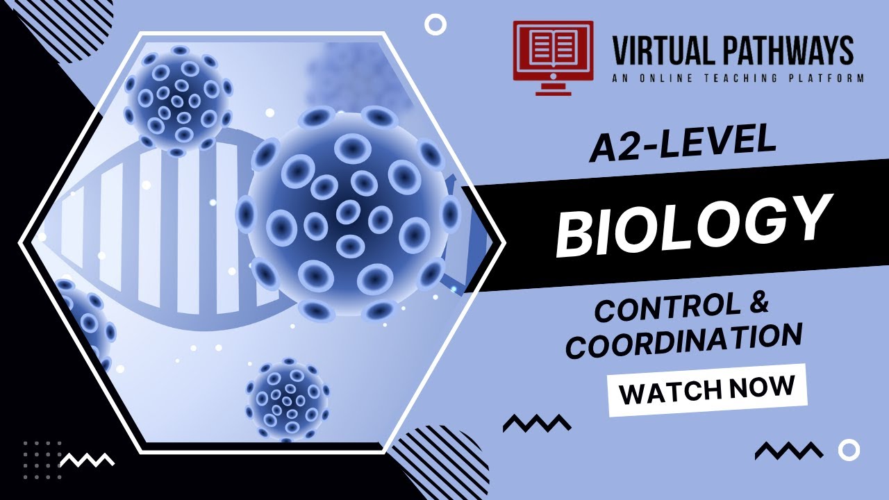 Control and Coordination (Part 5) | A2-Level Biology 9700 | Virtual Pathways