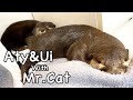 An otter that has learned to be pampered. [Otter life Day 651]