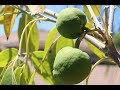 Sapote blanche  varit vernon  test got premier fruit