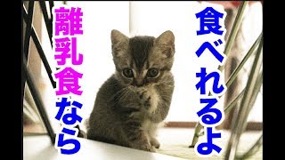 【ジェイの部屋】Day7  離乳食を沢山食べるようになりました！スコティッシュフォールド 保護猫 Scottish fold