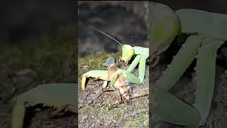 Mantis vs. Bombardier Beetle!