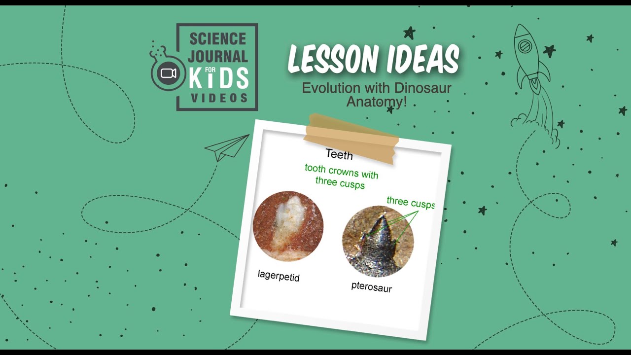 Lesson on dinosaur evolution, comparative anatomy, evidence, dinosaur ...