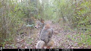 Backyard Trail Cam Video, BEST OF COMPILATION!!!