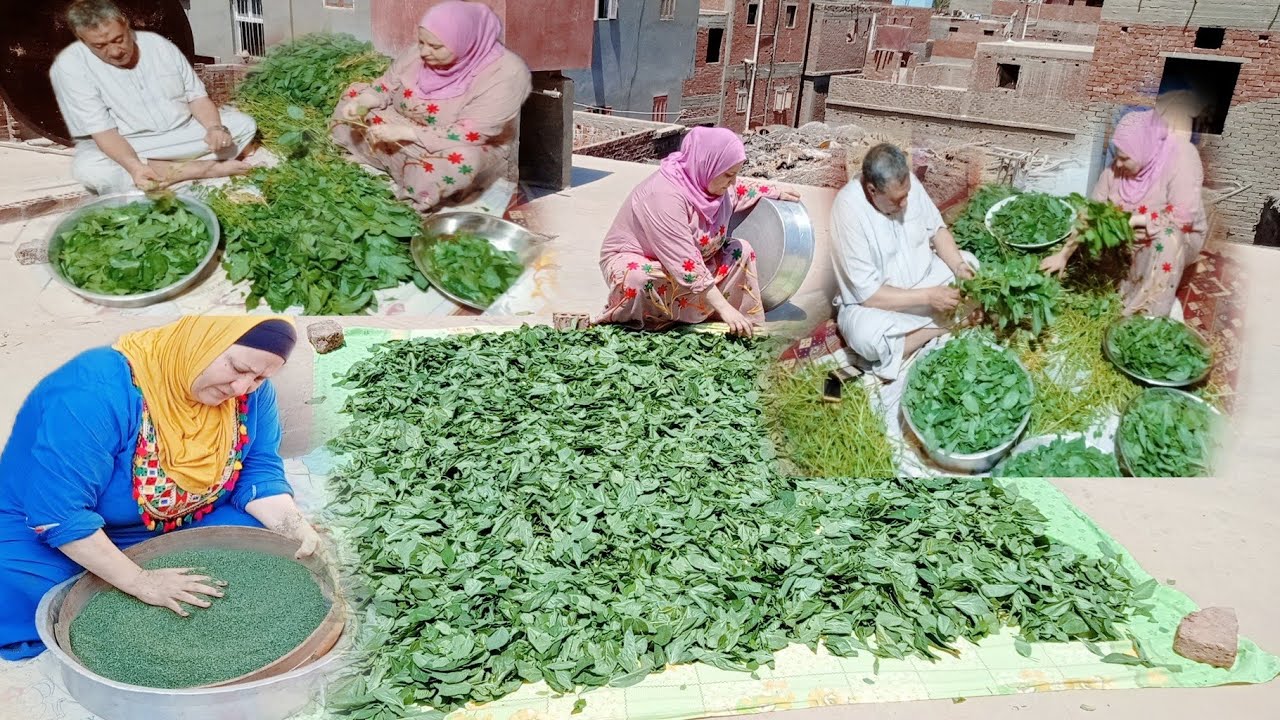 طريقه تخزين الملوخيه الناشفه من السنه للسنه