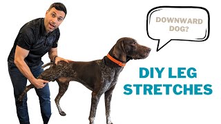 How to Stretch Your Dogs Legs
