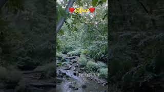 Hamdan Fazza share natural views of🌹🌹 jungle#fazza #dubai