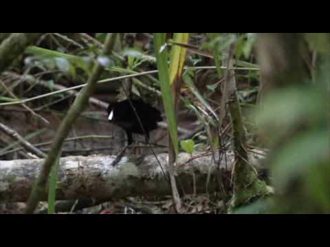 BBC-Planet Earth- &rsquo;&rsquo;Udvaranje mužjaka rajske ptice...&rsquo;&rsquo;