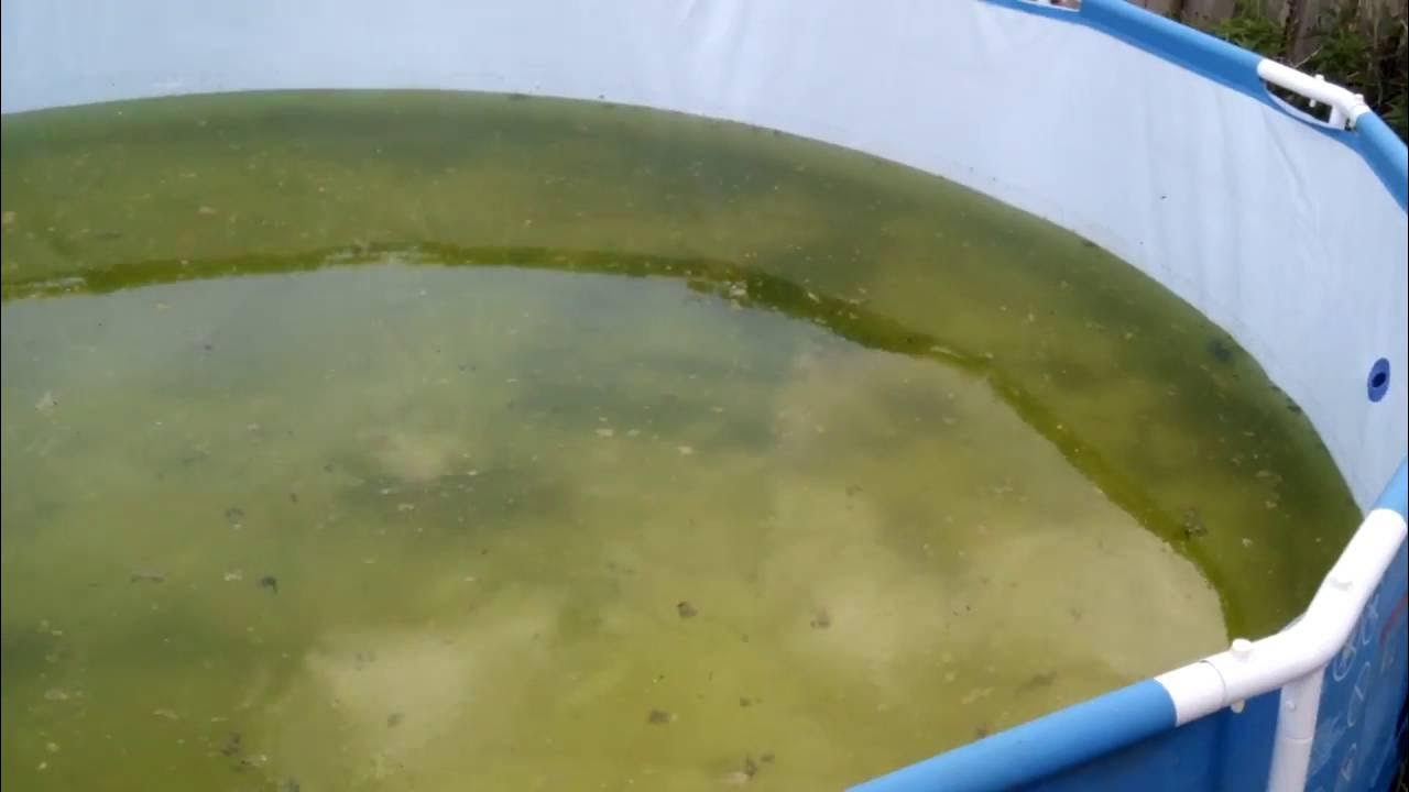 Зеленая вода в бассейне. Цветет бассейн. Чистка бассейнов. Средства для бассейна на даче. Чистка бассейнов.