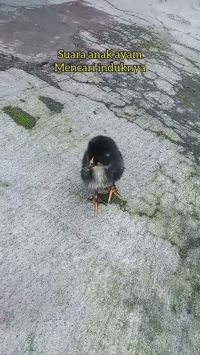 suara anak ayam mencari induknya #kucing #cat #videoshorts #anak ayam #ayam #suara