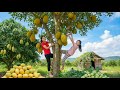 Harvest 1000+ Kg Of Jackfruit, Mango, Kohlrabi Goes to market sell - How To Make Fruit Salad