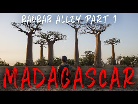 Video: Fotosessay: Avenue Du Baobab, Madagaskar - Matador Network