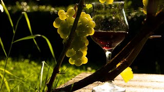 Что нужно знать начинающему виноделу перед тем, как делать вино