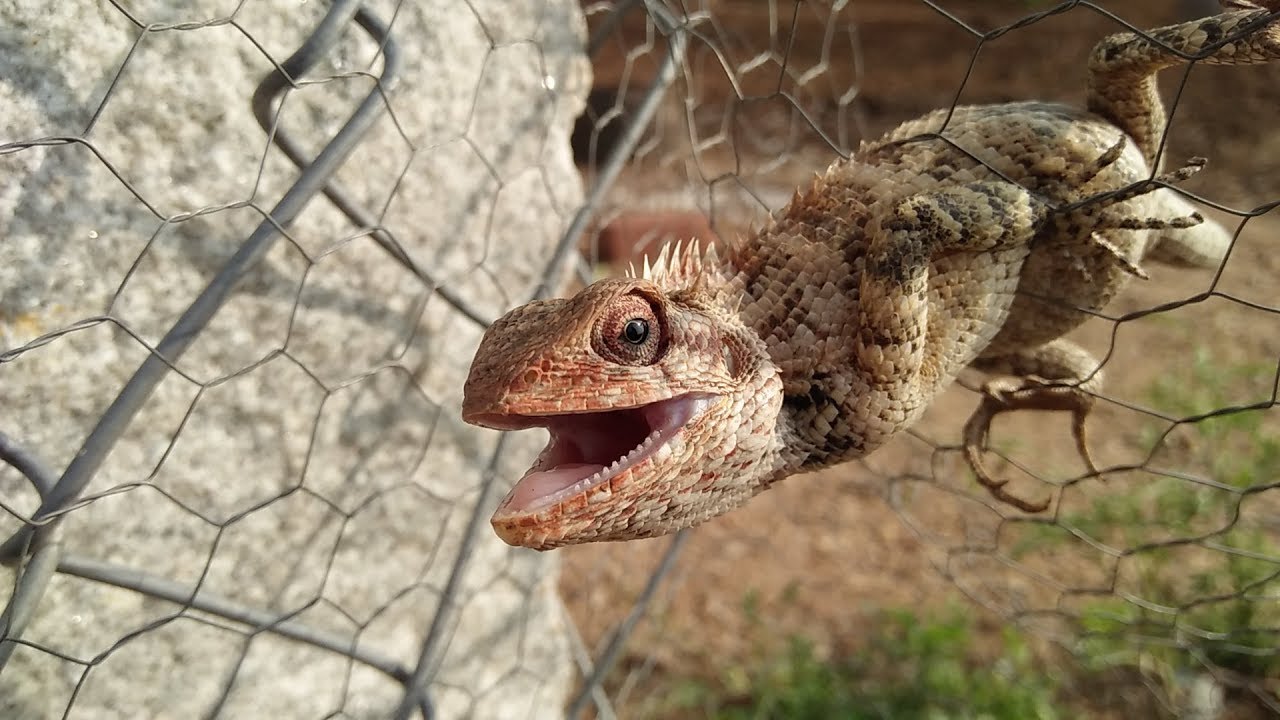 Garden Lizard Rescue Pets Discovery TV YouTube