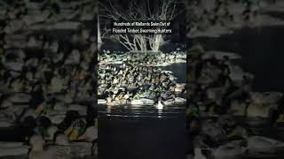 Thisisthestuffthatmid-Winterwaterfowldreams