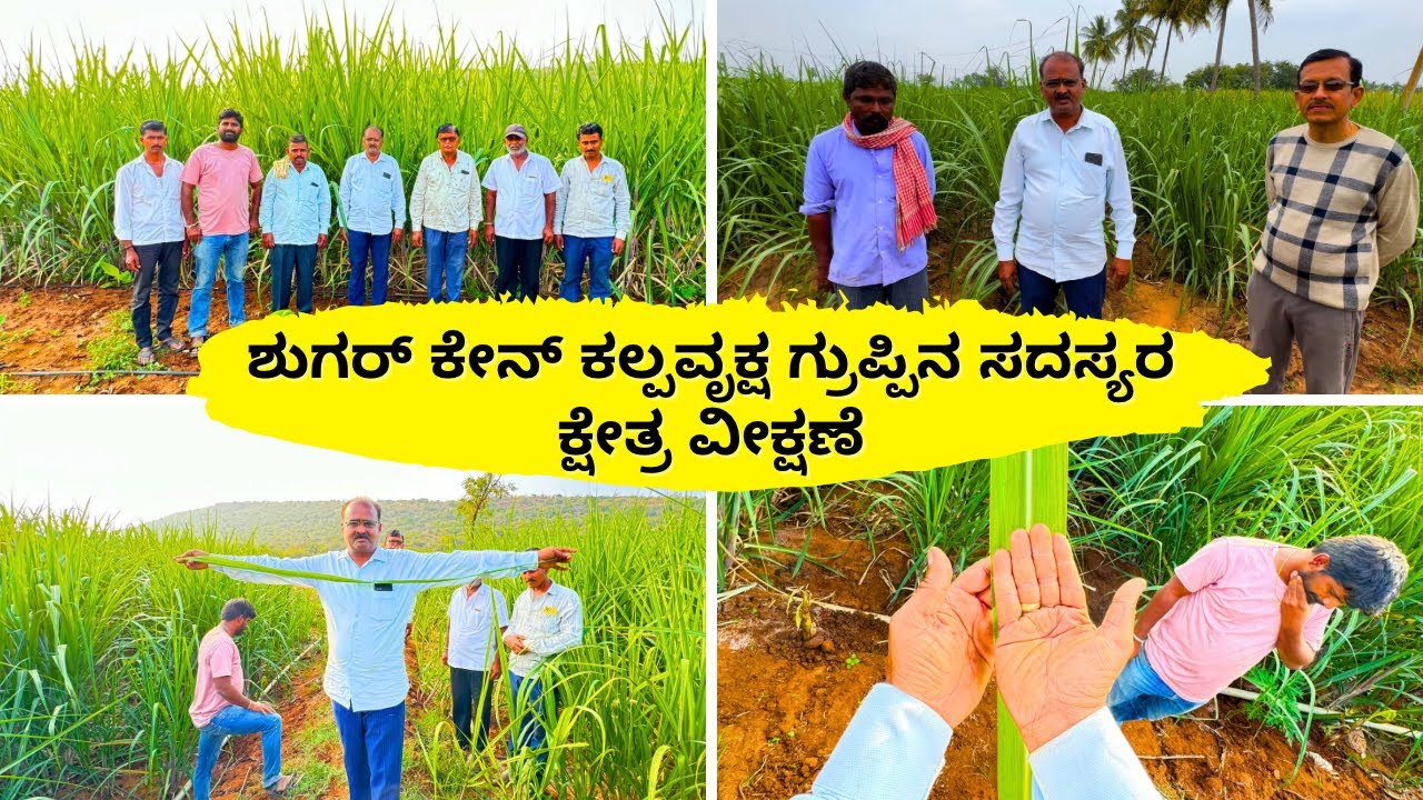 ಶುಗರ್ ಕೇನ್ ಕಲ್ಪವೃಕ್ಷ ಗ್ರುಪ್ಪಿನ ಸದಸ್ಯರ ಕ್ಷೇತ್ರ ವೀಕ್ಷಣೆ Sugarcane Kalpavruksh Group Member Field Visit