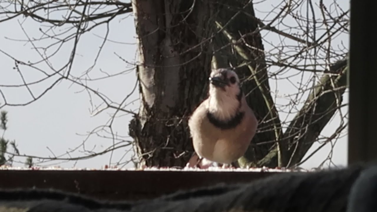 Blue Jays eat cat food YouTube
